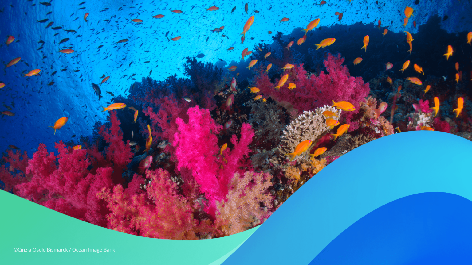 OceanICU AND WIDER SOCIETY - OceanICU