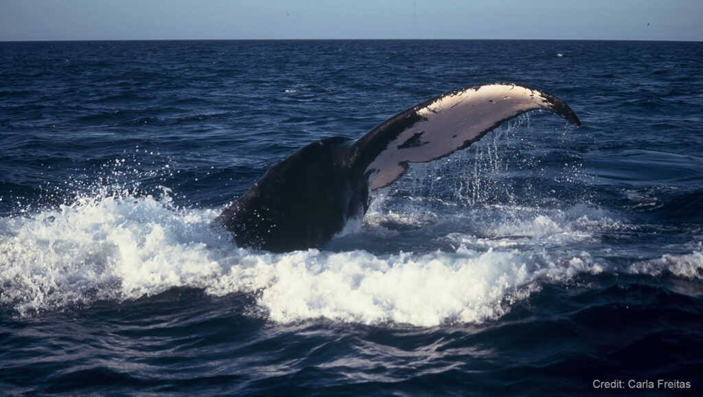 A photo of a humpback whale's tale splashing in the ocean.